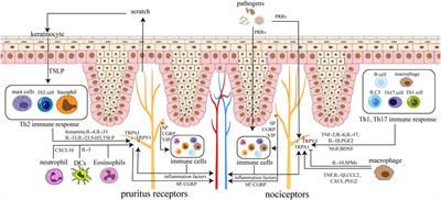 Neuroimmune Interaction: A Widespread Mutual Regulation and the Weapons for Barrier Organs